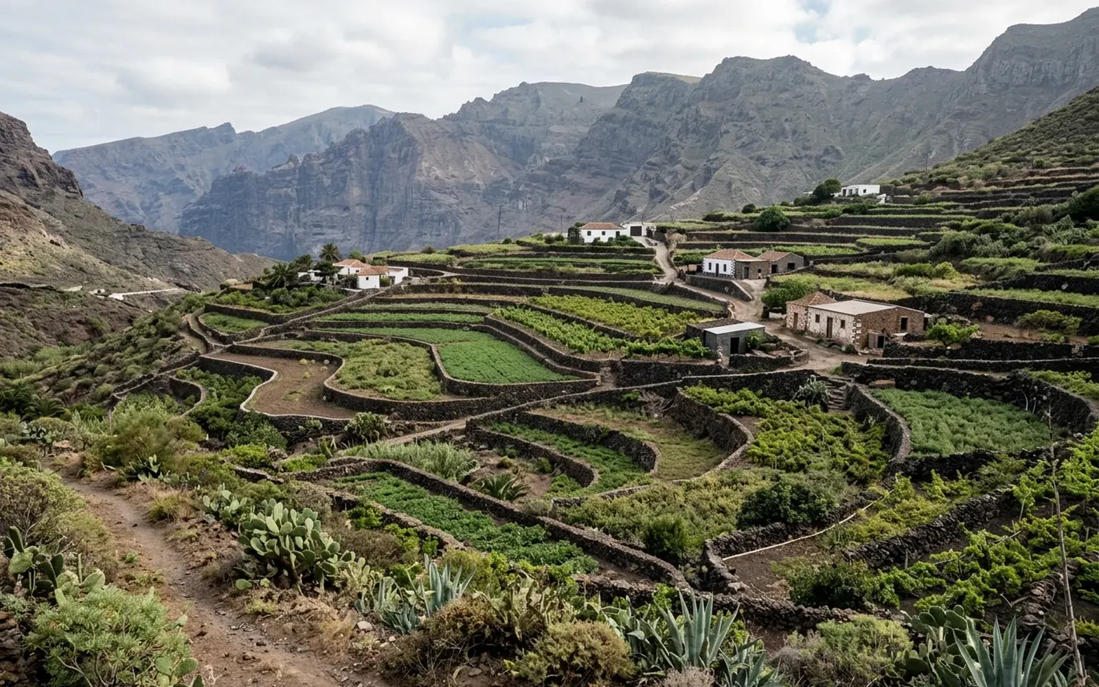 Panorámica de parcelas vecinas en el campo canario