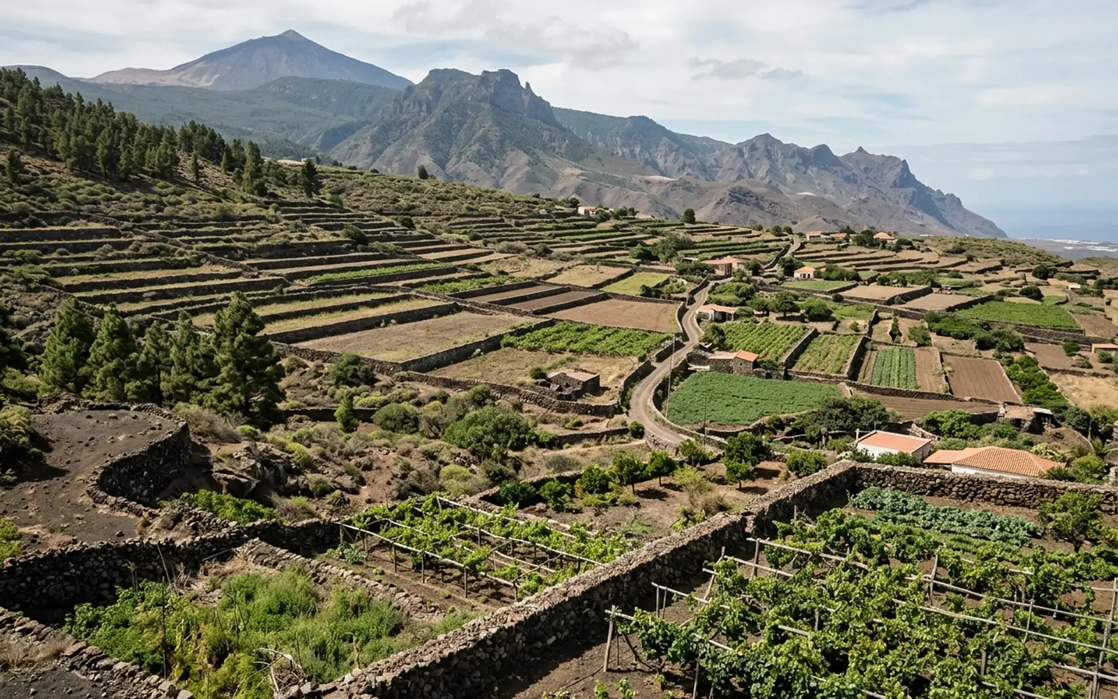 Vista de varias parcelas colindantes en el medio rural canario